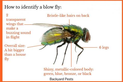 metallic green flies my house|blowflies vs house flies.